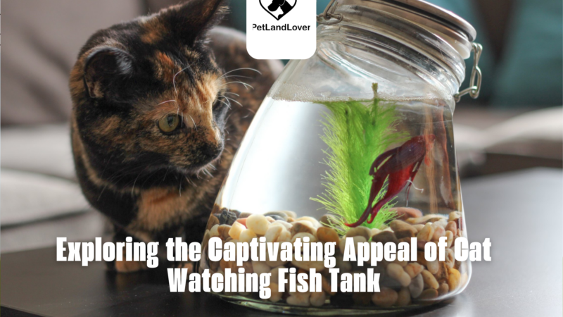 Exploring the Captivating Appeal of Cat Watching Fish Tank