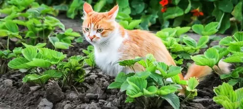 Utilizing Cat Litter Compost in the Garden