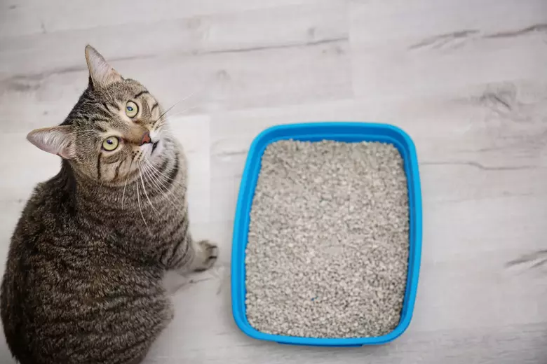 buy bulk cat litter