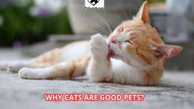 Why Cats are Good Pets?