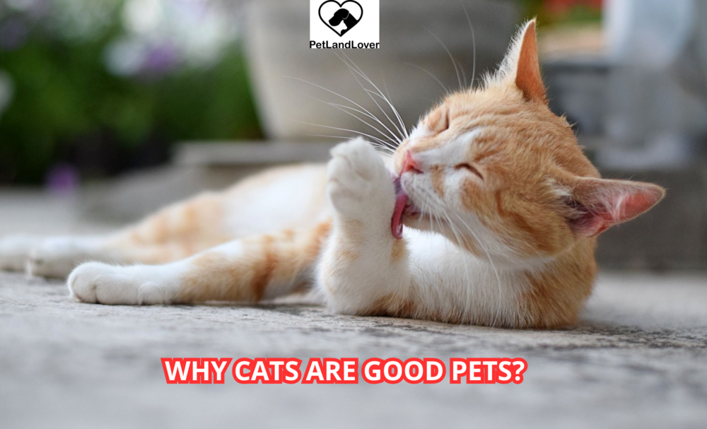 Why Cats are Good Pets?