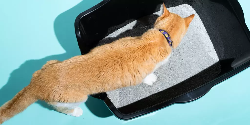 Cheapest Place for Cat Litter