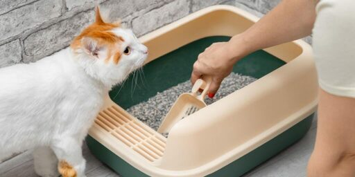 Maintaining a Clean Litter Box