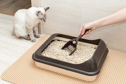 Preventing Litter Box Aversion