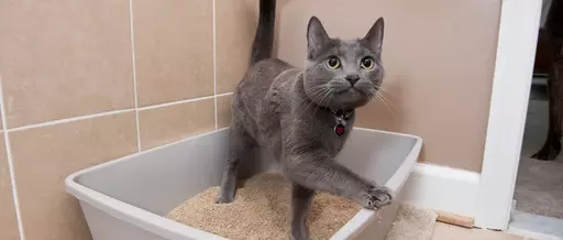 Addressing Litter Box Issues