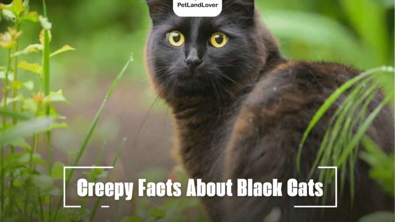 Creepy Facts About Black Cats