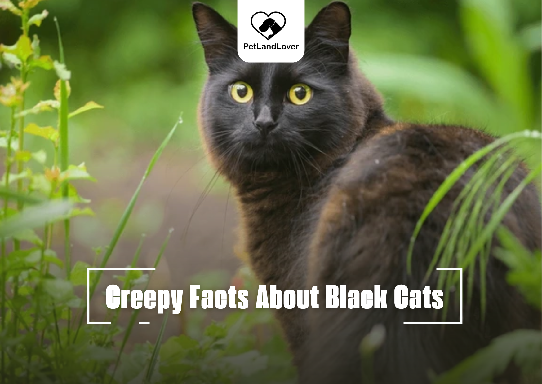 Creepy Facts About Black Cats