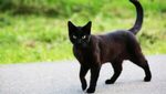 Creepy Facts About Black Cats