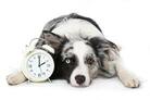 Do Dogs Have a Concept of Time