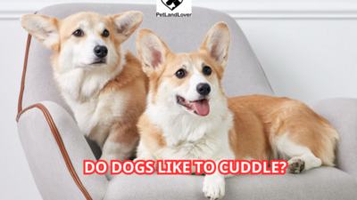 Do Dogs Like to Cuddle?