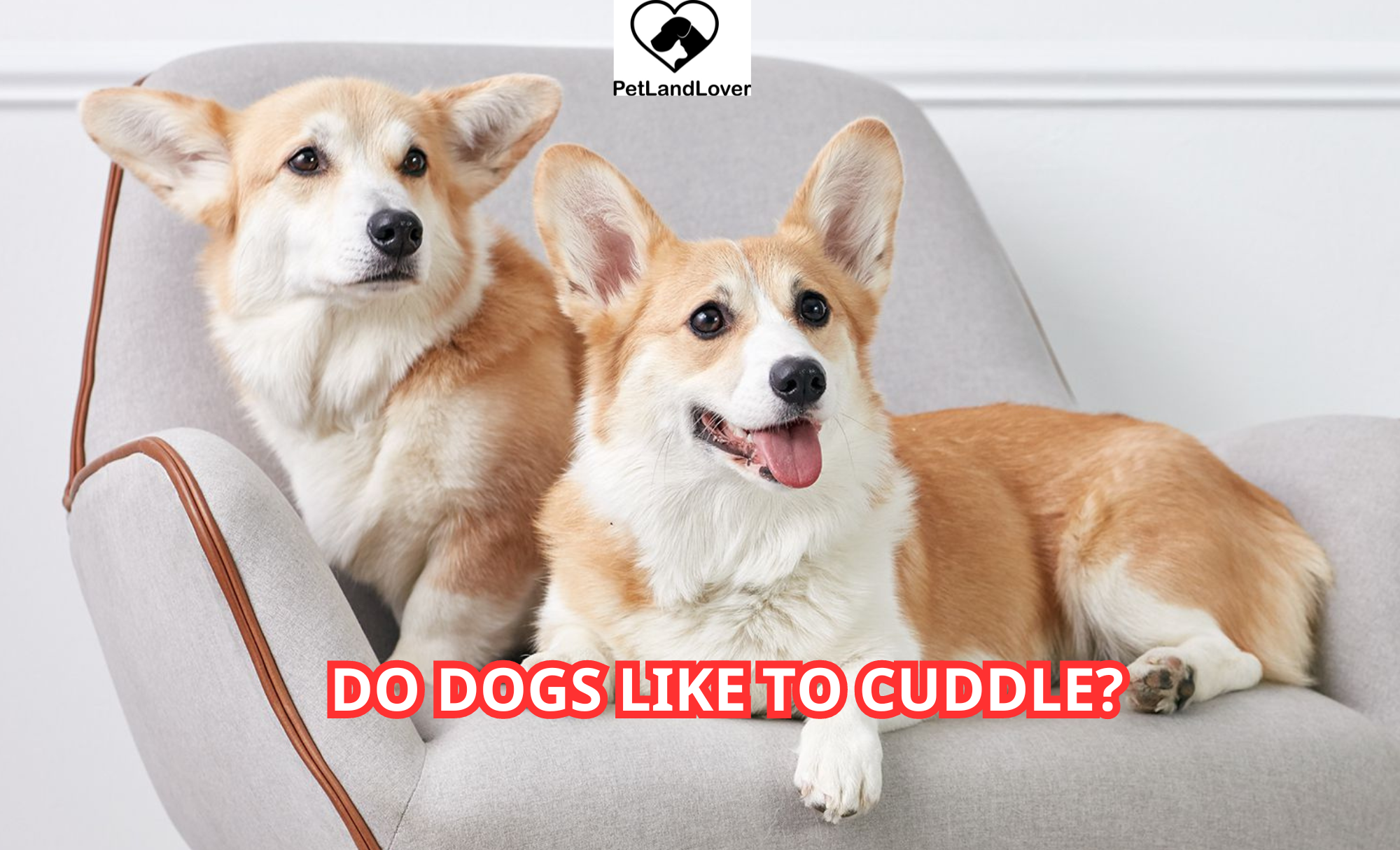 Do Dogs Like to Cuddle?