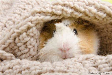 do-guinea-pigs-like-blankets