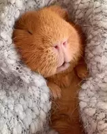 do-guinea-pigs-like-blankets