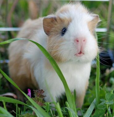 do-guinea-pigs-like-blankets