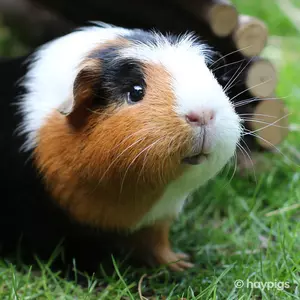 do-guinea-pigs-like-blankets