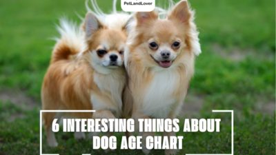 6 INTERESTING THINGS ABOUT DOG AGE CHART