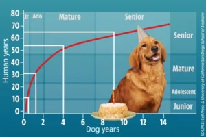 Understanding the Basics of the Dog Age Chart