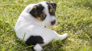 Interpreting the Dog Age Chart: Puppy and Adolescent Stages