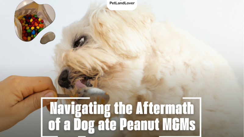 Navigating the Aftermath of a Dog ate Peanut M&Ms