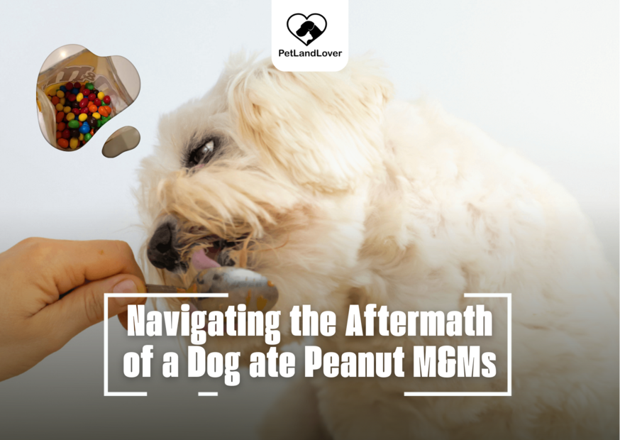 Navigating the Aftermath of a Dog ate Peanut M&Ms