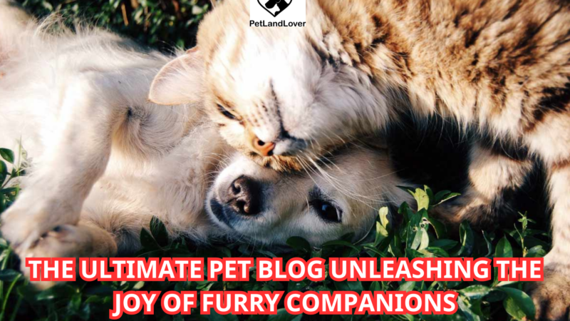 The Ultimate Pet Blog Unleashing the Joy of Furry Companions