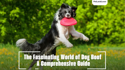 The Fascinating World of Dog Boof A Comprehensive Guide