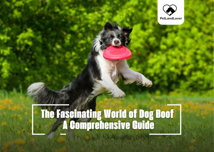 The Fascinating World of Dog Boof A Comprehensive Guide