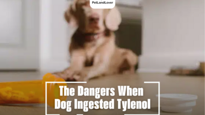 The Dangers When Dog Ingested Tylenol