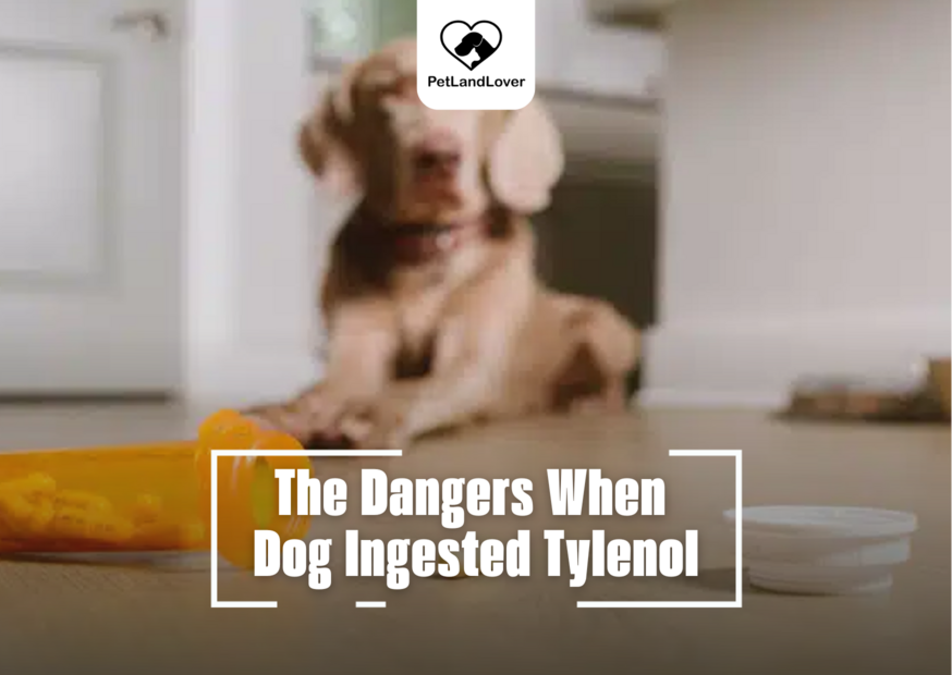 The Dangers When Dog Ingested Tylenol