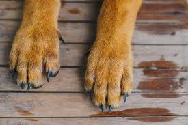 dogs paws