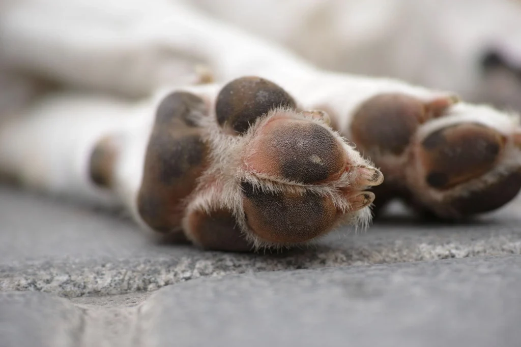 Dogs Paws: The Fascinating World 