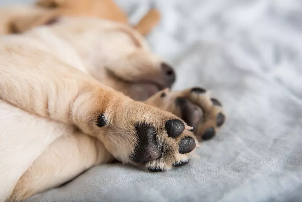 Dogs Paws: The Fascinating World 