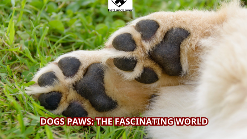 Dogs Paws: The Fascinating World