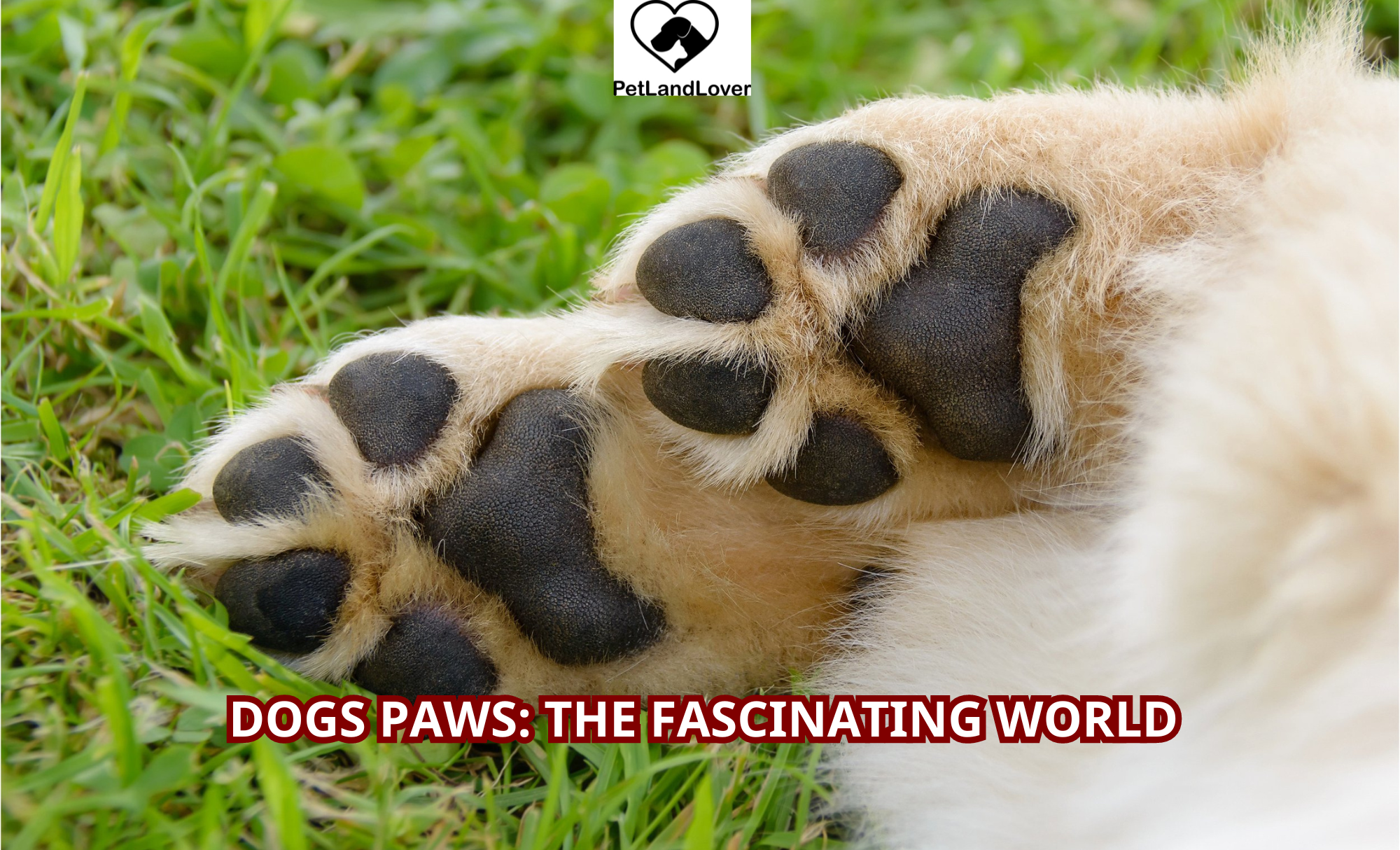 Dogs Paws: The Fascinating World