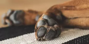 How to take care of dog paws?