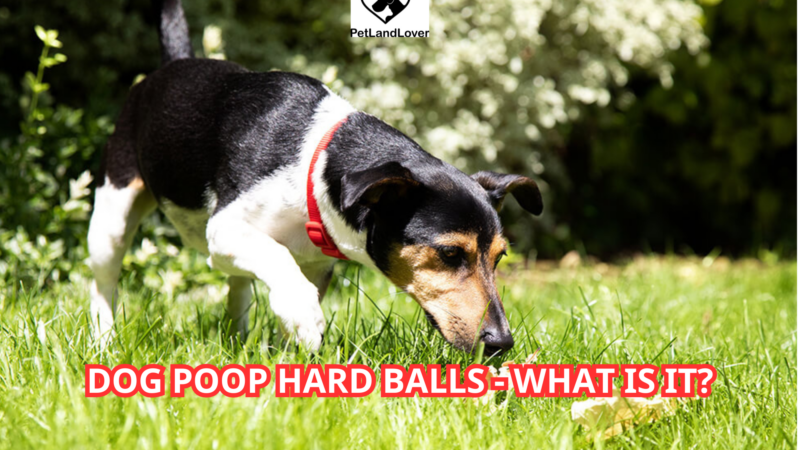 Dog Poop Hard Balls – What is it?