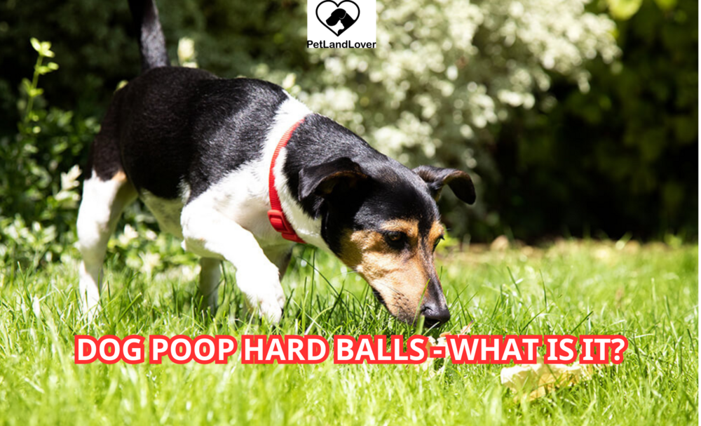 Dog Poop Hard Balls – What is it?