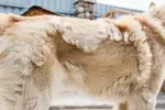 dog shedding in winter