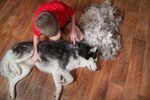 dog shedding in winter