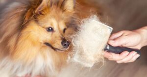 dog shedding in winter