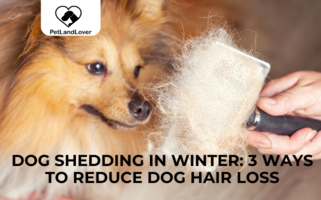 Dog Shedding in Winter: 3 ways to reduce dog hair loss