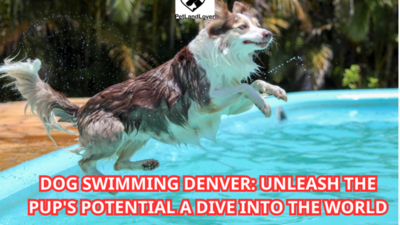 Dog Swimming Denver: Unleash the Pup’s Potential A Dive into the World