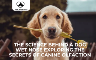 The Science Behind a Dog Wet Nose Exploring the Secrets of Canine Olfaction