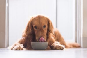 dogs taste buds