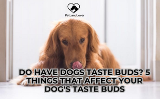 Do have dogs taste buds? 5 things that affect your dog’s taste buds