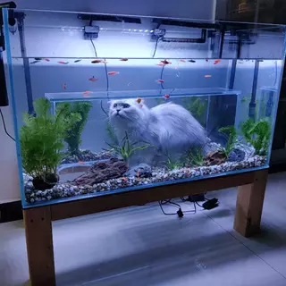 Fish Tank with Hole for Cat