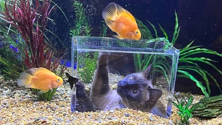 Fish Tank with Hole for Cat