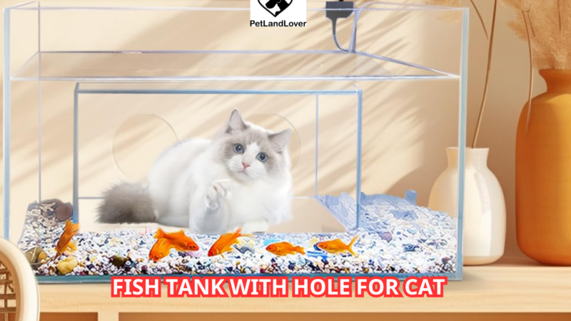 Fish Tank with Hole for Cat