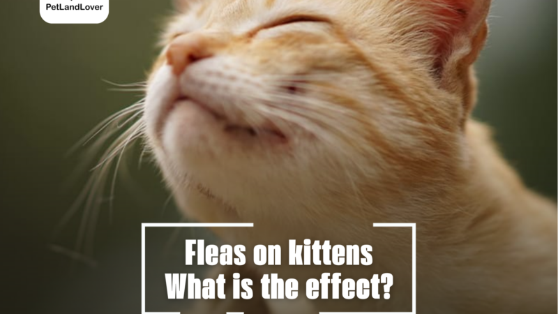 Fleas on kittens – What is the effect?