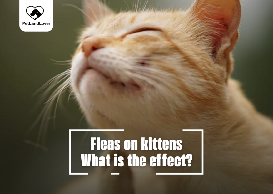 Fleas on kittens – What is the effect?